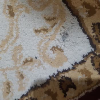 Halı Temizliğinde Hayal Kırıklığı: Beklentiler Karşılanmadı