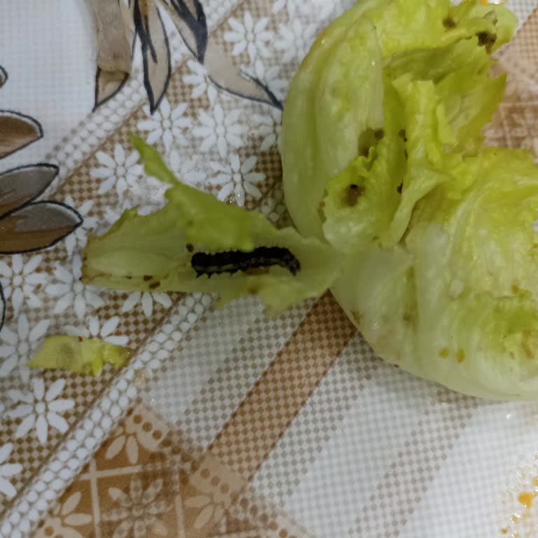 Siparişte Tırtıl Şoku Ve Çözüm Bulunamaması