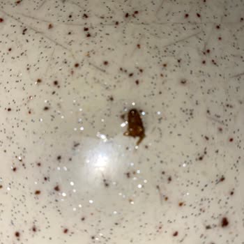 A101 Berona Makarna İçinden Böcek Çıkması