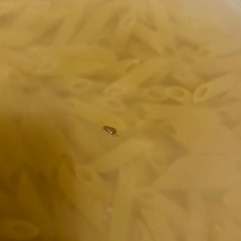 A101 Berona Makarna İçinden Böcek Çıkması