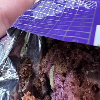 Torku Gala Kekinden Çıkan Kurt Şoku!