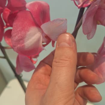 Çiçek Sepeti Yanlış Renk Çiçek Siparişimde Hayal Kırıklığı