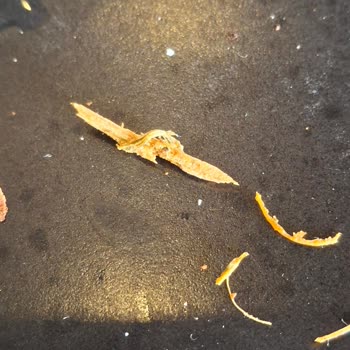 Lahmacunda Tahta Parçası Şoku