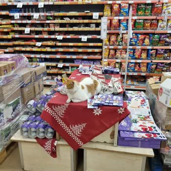 Mağazada Hijyen Sorunu: Kediler Gıda Ürünleri Arasında!