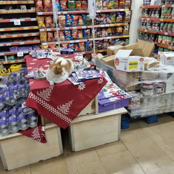 Mağazada Hijyen Sorunu: Kediler Gıda Ürünleri Arasında!