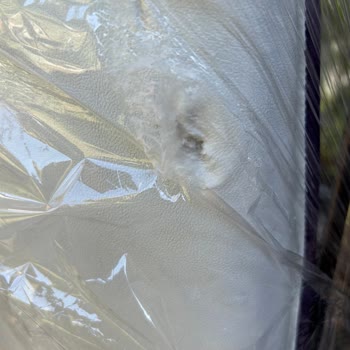 Mor Panjur Mağdur Edilmem