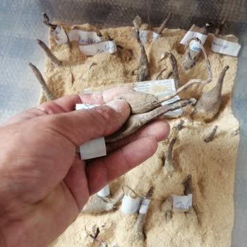 Sare Fidancılık Tarafından Mağdur Edildim!