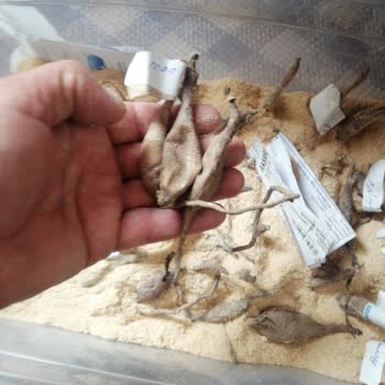 Sare Fidancılık Tarafından Mağdur Edildim!