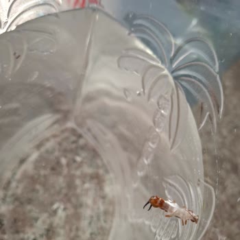 Damacana Suyunda Böcek Şoku: Sağlığımız Tehlikede!