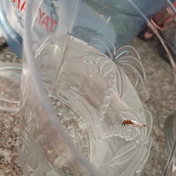 Damacana Suyunda Böcek Şoku: Sağlığımız Tehlikede!