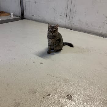 Akasya AVM'de Hayvan Dostluğu Nerede?