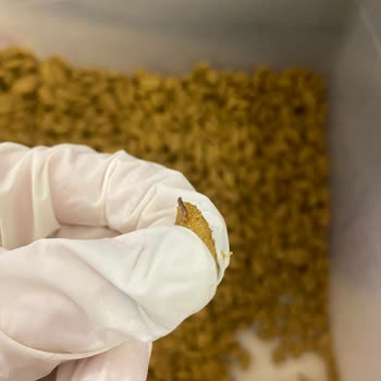 Köpeğime Kurtlu Mama Şoku: Güven Kaybı Ve Telafi Talebi