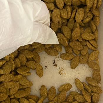 Köpeğime Kurtlu Mama Şoku: Güven Kaybı Ve Telafi Talebi