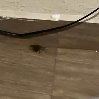 Sri Lanka Turu: Hayal Kırıklığı Ve Ekstra Masraflar