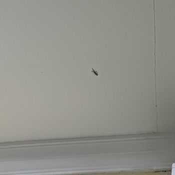 Sri Lanka Turu: Hayal Kırıklığı Ve Ekstra Masraflar