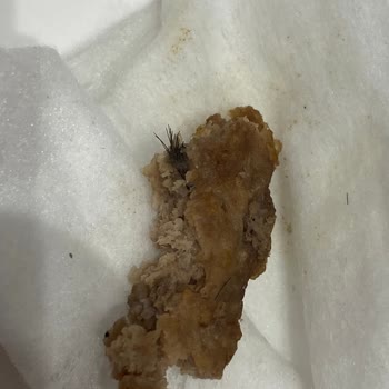 Burger King'de Big King Skandalı: Etin İçinden Çıkan Hayvan Kılı