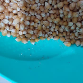 Kapalı Paket İçinde Canlı Böcek Şoku