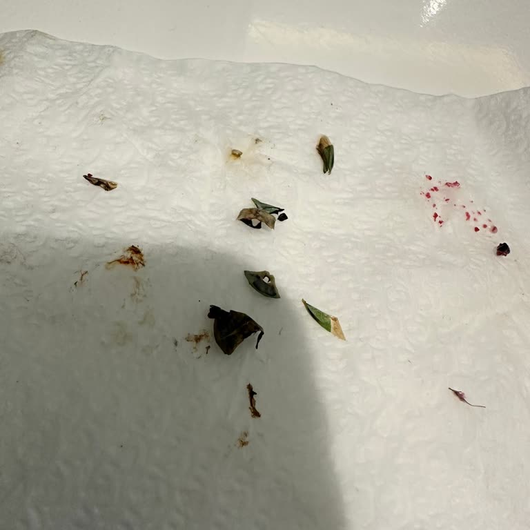 Oltu Lezzeti Unlu Mamülleri Tatlıdan Çıkan Böcek Şoku