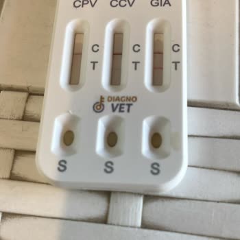 Hasta Köpek Satışı Ve Yanıltıcı Bilgilendirme