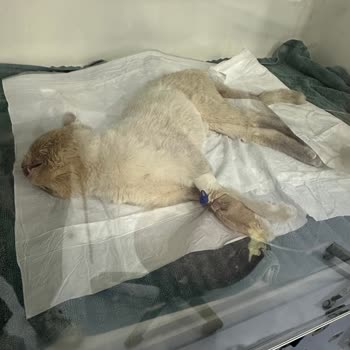 International Veterinary Hospital Antalya Kedimin Ölmesi