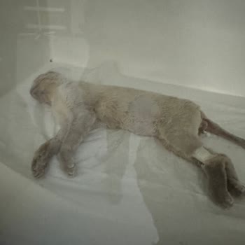 International Veterinary Hospital Antalya Kedimin Ölmesi