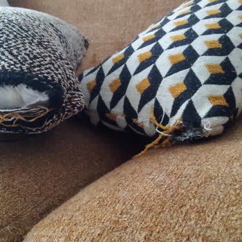 Tüylü Kanepe Kabusu: Doğtaş'ın Müşteri Hizmetleri Hayal Kırıklığı