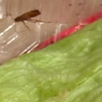 Çiğ Köftede Canlı Böcek Şoku