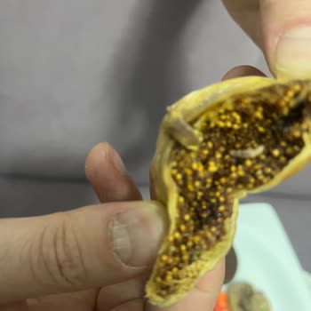 Kurtlu İncir Skandalı