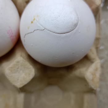 Büyük Boy Yumurta Hayal Kırıklığı
