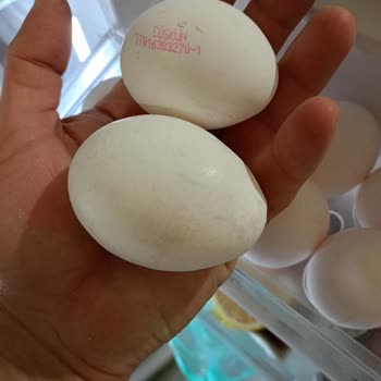 Büyük Boy Yumurta Hayal Kırıklığı