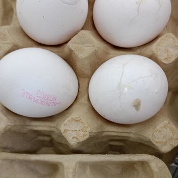 Büyük Boy Yumurta Hayal Kırıklığı
