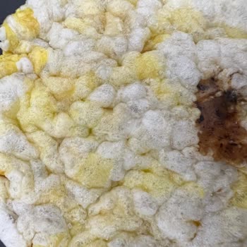 Gong Ürünü Kötü Koku Ve Sağlık Sorunları Yarattı