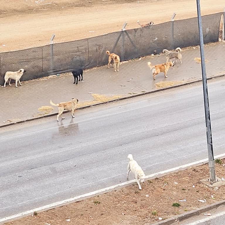 Odunpazarı Belediyesi Vadişehir'de Başıboş Köpek Tehlikesi