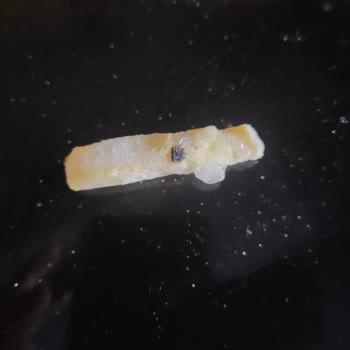 Dondurulmuş Parmak Patateslerde Böcek Şoku