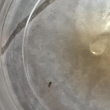 Nescafe Kahvemden Böcek Çıktı!