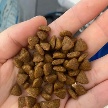 Bozuk Mama Deneyimi: Royal Canin Pupy Mini