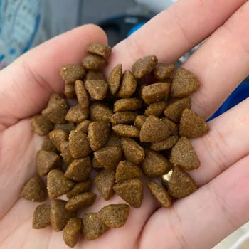 Bozuk Mama Deneyimi: Royal Canin Pupy Mini