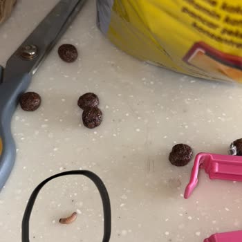 Kellogg's Coco Pops'ta Canlı Kurt Şoku!