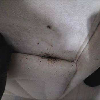 Bellona Mobilya'dan Aldığım Ürünlerde Tahta Kurusu Sorunu