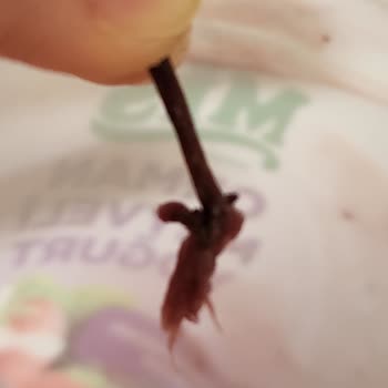 Yoğurtta Meyve Çöpü Şoku: Hijyen Ve Güven Sorunu