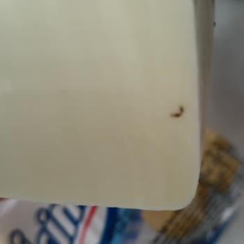 İçim Peynirde Böcek Şoku: Hijyen Skandalı