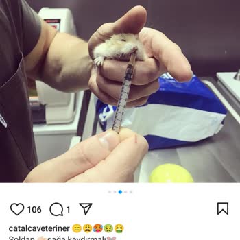 Çatalca Veteriner Kliniği'ne Hamsterımı Götürdüm Bakamayacaklarını Söylediler!