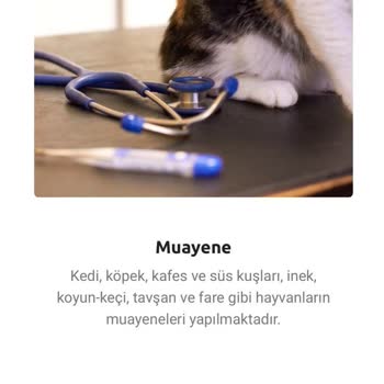 Çatalca Veteriner Kliniği'ne Hamsterımı Götürdüm Bakamayacaklarını Söylediler!