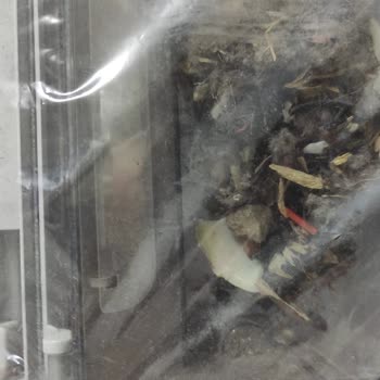 Philips Robot Süpürge Çekmiyor Ve Servis Sorunu