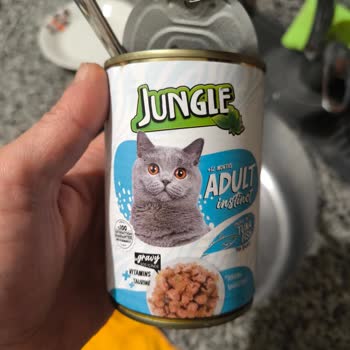 Jungle Pet Food Kedimin Ölümü: Mama Sonrası Şok