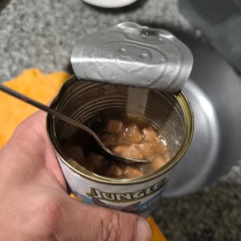 Jungle Pet Food Kedimin Ölümü: Mama Sonrası Şok