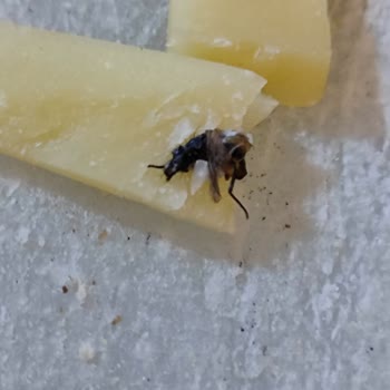 Eski Kaşarda Şok: Sinekli Ürün Skandalı