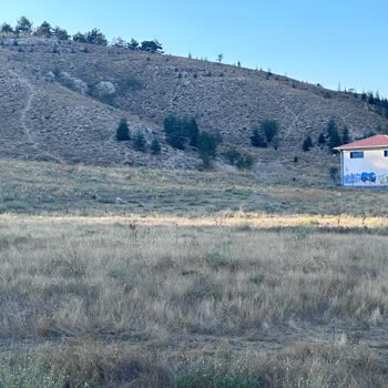 Çayyolu'nda Köpeklerle Tehlikeli Yolculuk