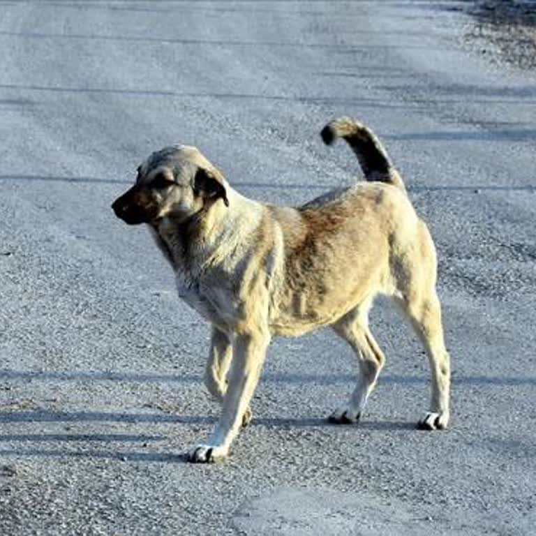 Seyrek/Villakent Bölgesinde Köpek Ve Haşere Sorunları: Acil Çözüm Bekliyoruz!