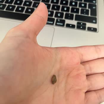 Sebze Kurusu İçinden Taş Çıkmasıyla Yaşanan Tehlike